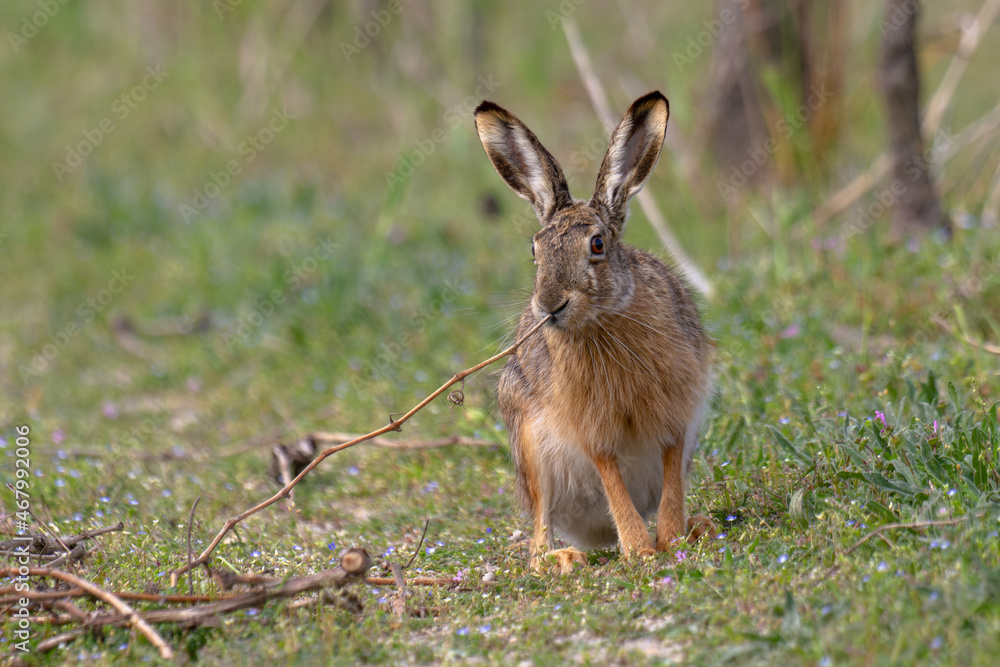 Fototapeta premium European brown hare (Lepus europaeus) in springtime, Europe.