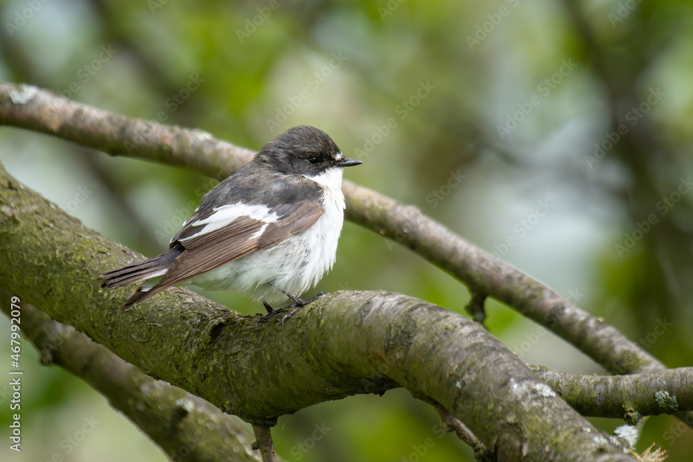 Fototapeta premium Male Pied Flycatcher (Ficedula hypoleuca) perching on a branch.