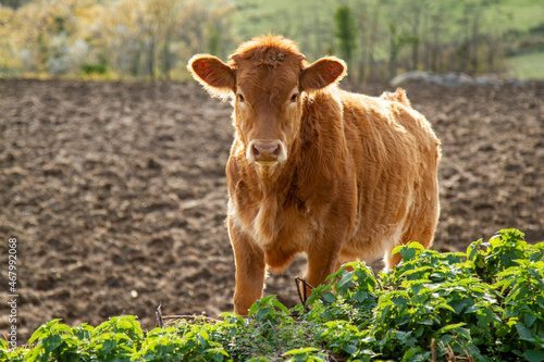Un vitello pascola in un campo di campagna photo