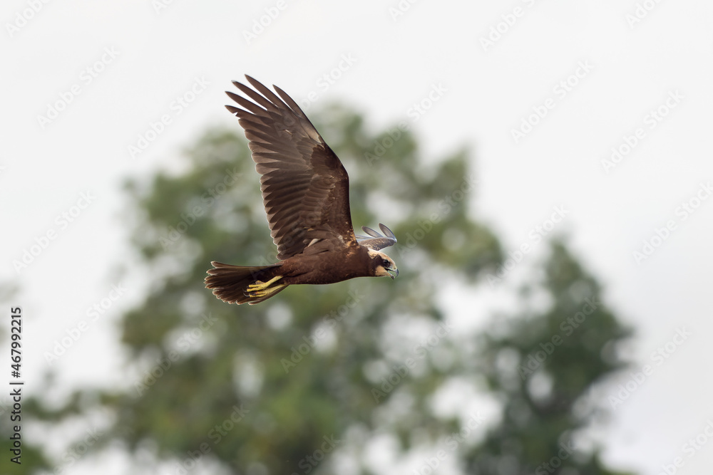 Obraz premium Marsh Harrier (Circus aeruginosus) in flight