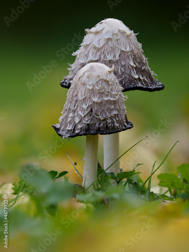 Mushroom Coprinus , Close-up of the cap, gills and black liquid spores of a shaggy ink cap, wild mushroom with the scientific name Coprinus comatus