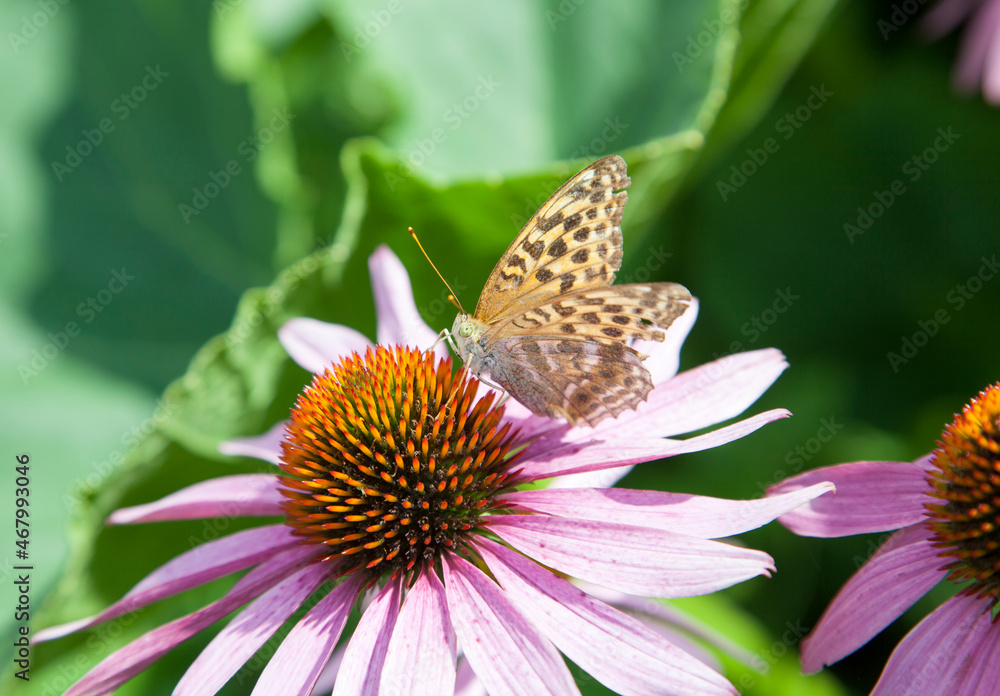 Butterfly and the Flower in Late Summer Butterfly and the Flower in Late Summer