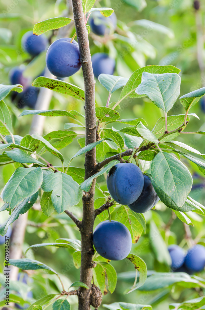 Black plums on a tree branch Stock Photo Adobe Stock