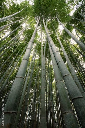 Beautiful bamboo forest in Kyoto Japan autumn