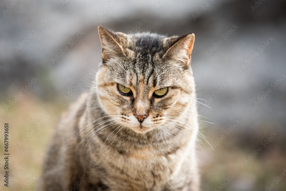 Feral wild tabby domestic cat closeup face portrait sitting in South Pointe park of Miami Beach, Florida with bokeh background looking at camera eyes Feral wild tabby domestic cat closeup face portrait sitting in South Pointe park of Miami Beach, Florida with bokeh background looking at camera eyes