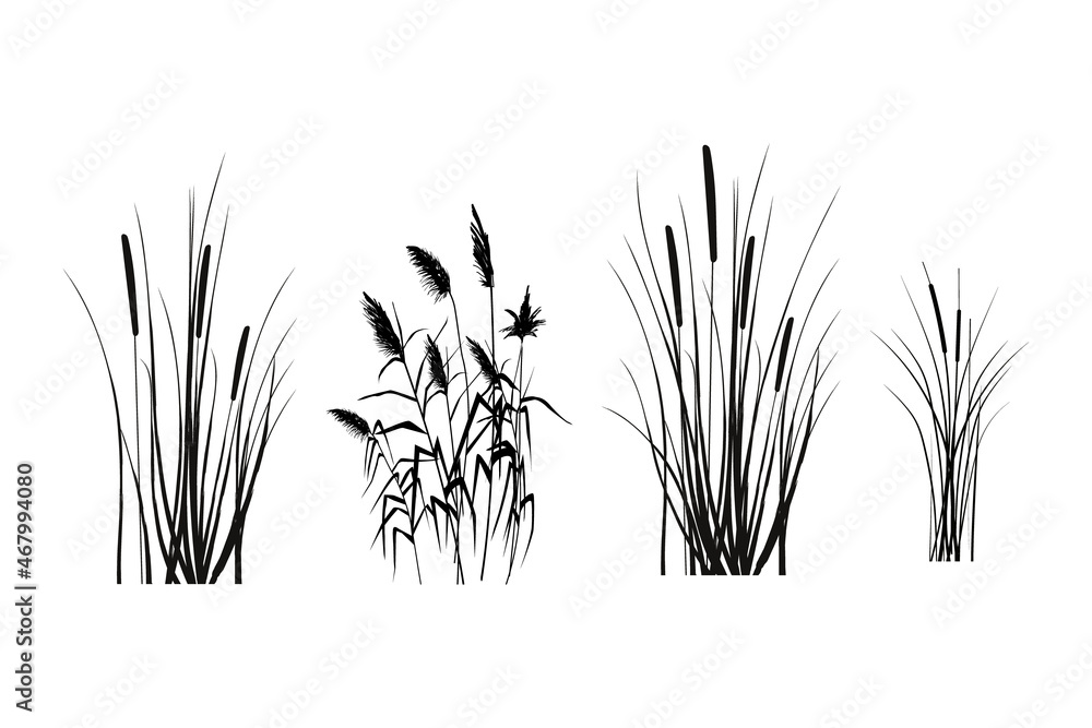 Black silhouette of reeds, sedge,  cane, bulrush, or grass on a white background.Vector illustration. - obrazy, fototapety, plakaty 