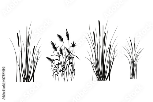 Fotografiet Black silhouette of reeds, sedge,  cane, bulrush, or grass on a white background