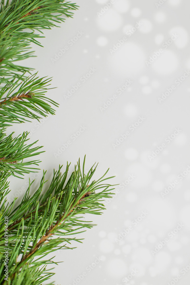 Green pine edging on white background for Christmas concept. Happy new year greeting card with space for text Green pine edging on white background for Christmas concept. Happy new year greeting card with space for text