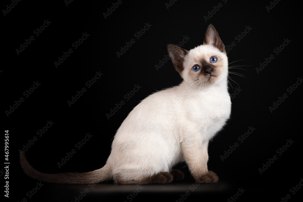 Beautiful thai kitten on a black background