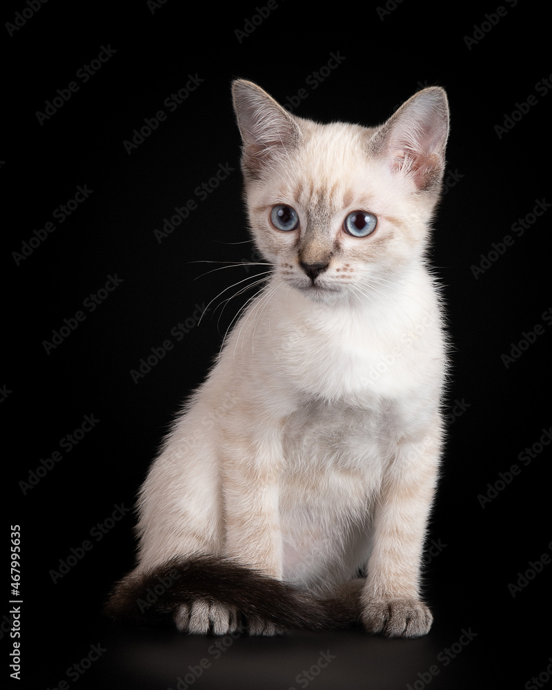 Beautiful thai tabby kitten on a black background