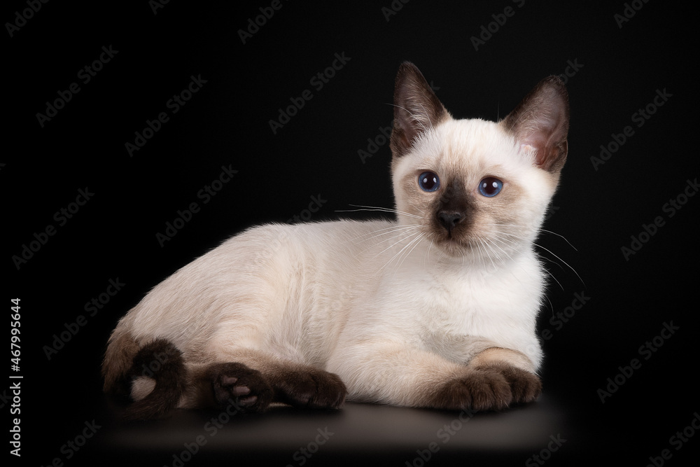 Beautiful thai kitten on a black background