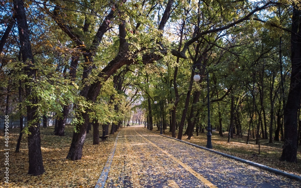 Naklejka premium alley in the park
