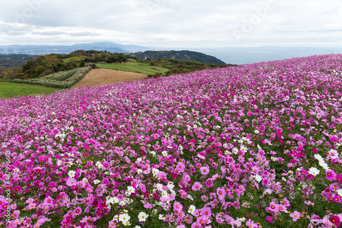 Pink daisy flower field in Awaiji Japan