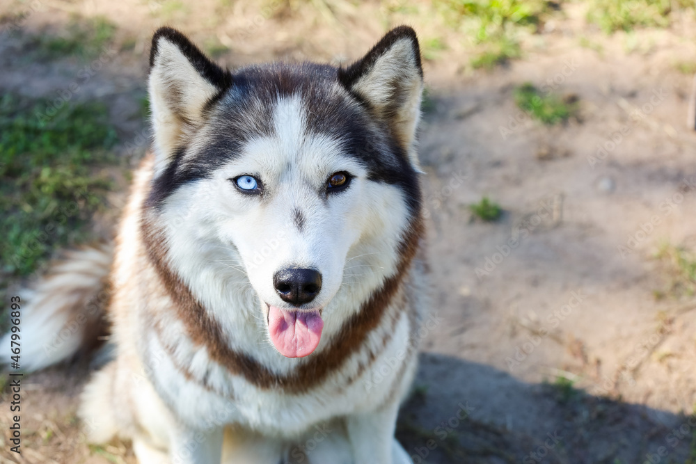 portrait of a beautiful husky dog with blue and brown eyes. High quality photo portrait of a beautiful husky dog with blue and brown eyes. High quality photo