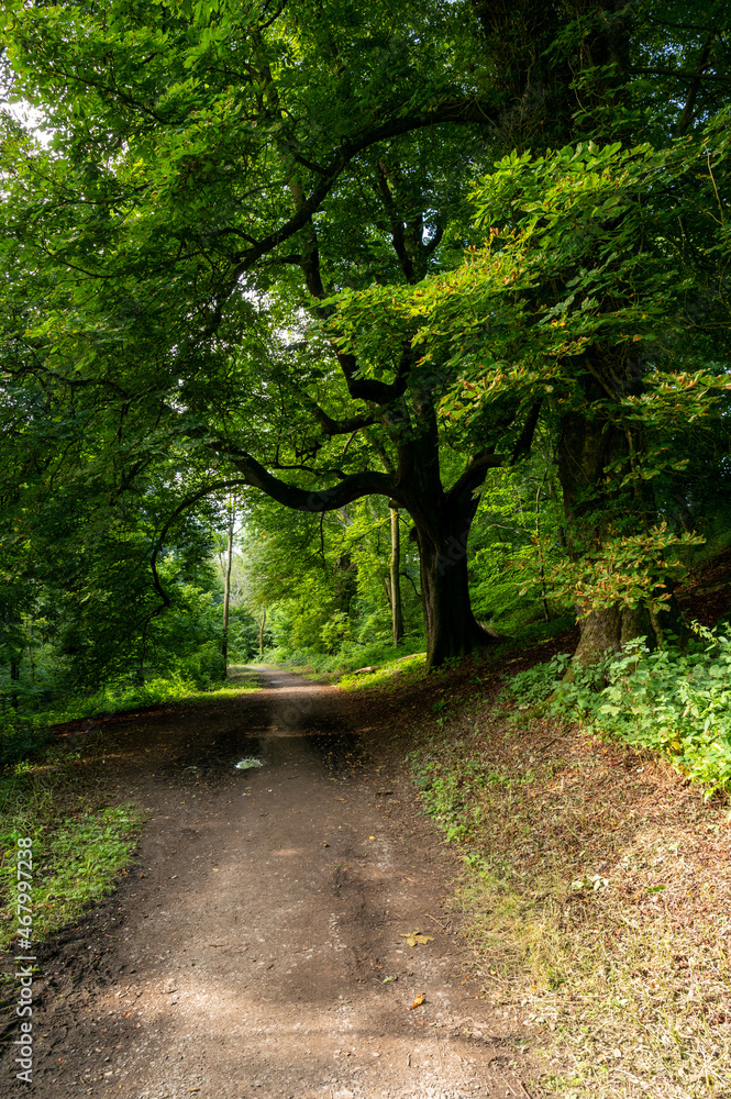 Fototapeta premium Summer walk under the tree canopy