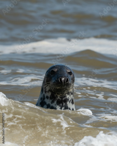 seal in sea