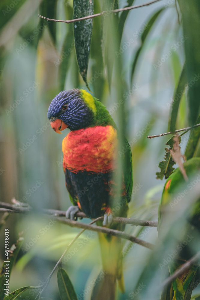Naklejka premium rainbow lorikeet in the tree