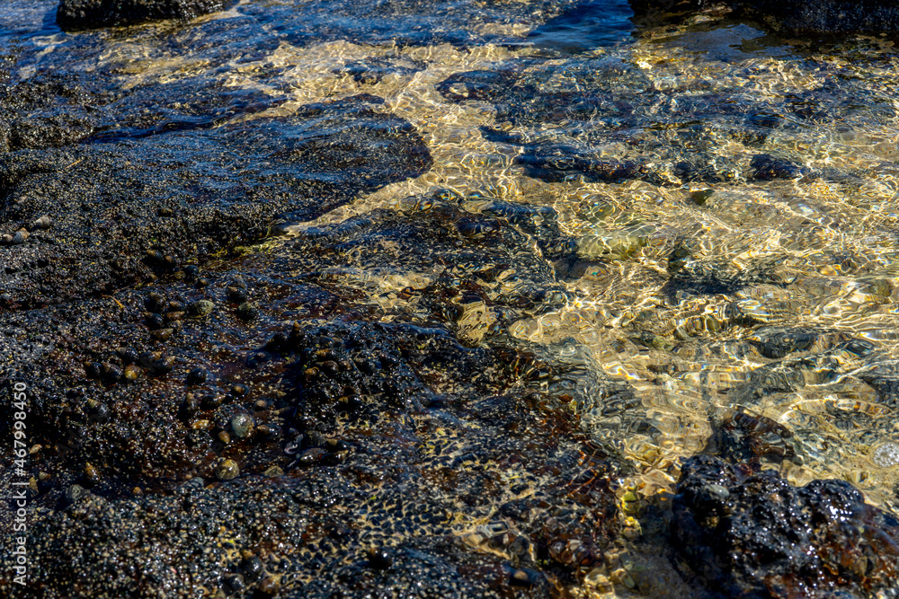 Close-up of volcanic stone beach rock with shells and barnacles on the water. High quality photo