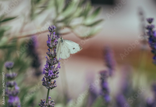 Butterfly and Lavender 