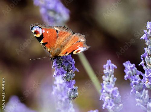 Butterfly and Lavender 