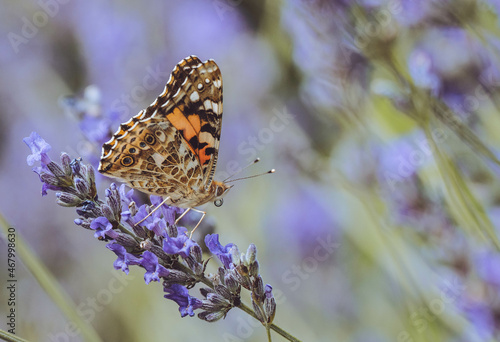 Butterfly and Lavender 