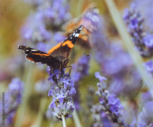 Butterfly and Lavender 
