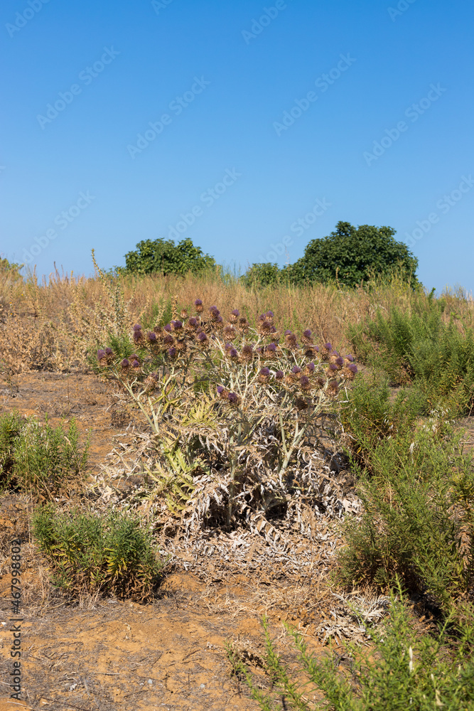 Vegetation in the Ria Formosa Natural Park, Algarve, Portugal Vegetation in the Ria Formosa Natural Park, Algarve, Portugal