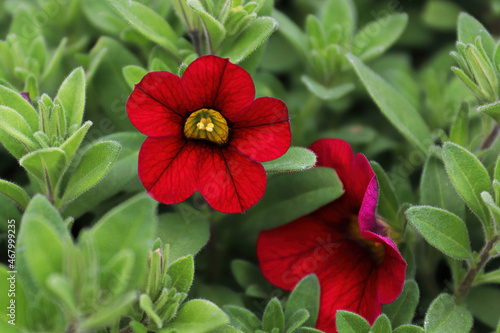 Closeup of a red and black pentunia flower petals photo