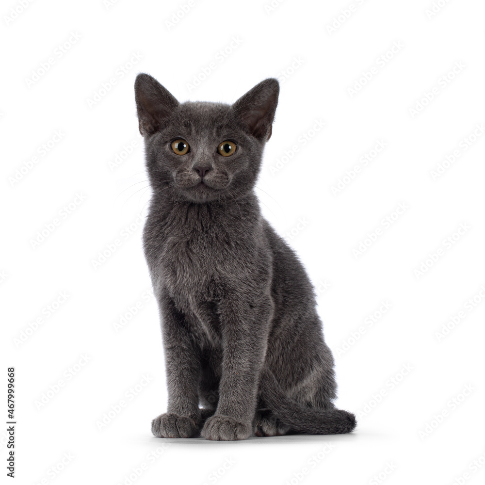 Adorable solid blue Burmese cat kitten, sitting up facing front. Looking straight to camera. Isolated on a white background.