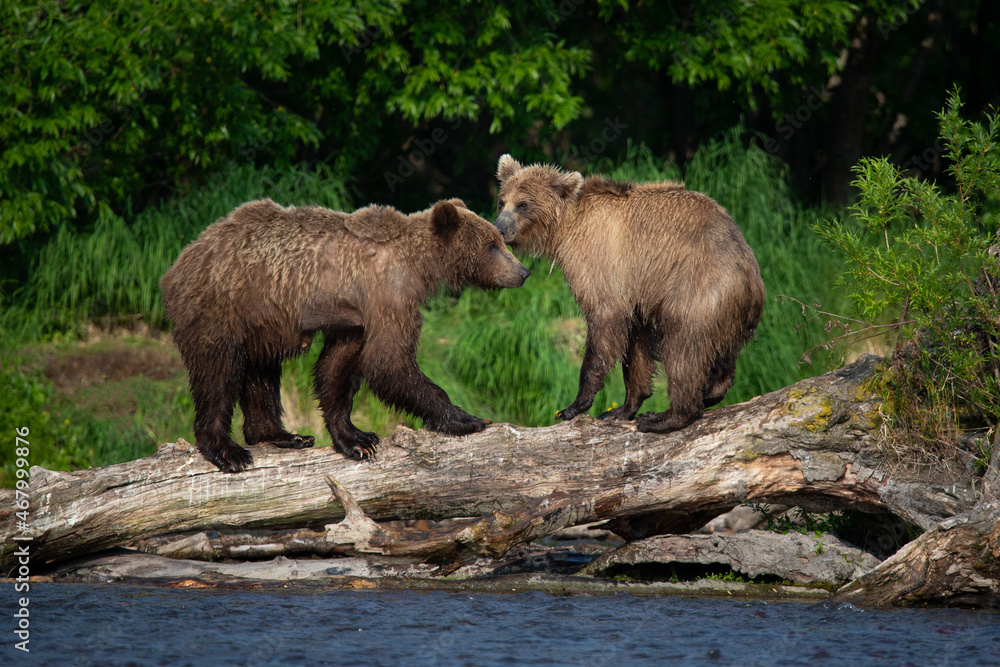 Young brown bears playing on the lake in Kamchatka, Russia Young brown bears playing on the lake in Kamchatka, Russia