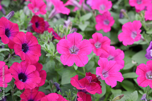 Background of pink petunias growing in the summer