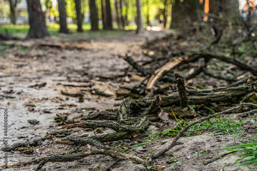 Environmental destruction landscapes. Nature disease with broken tree branches. Environmental destruction landscapes. Nature disease with broken tree branches.