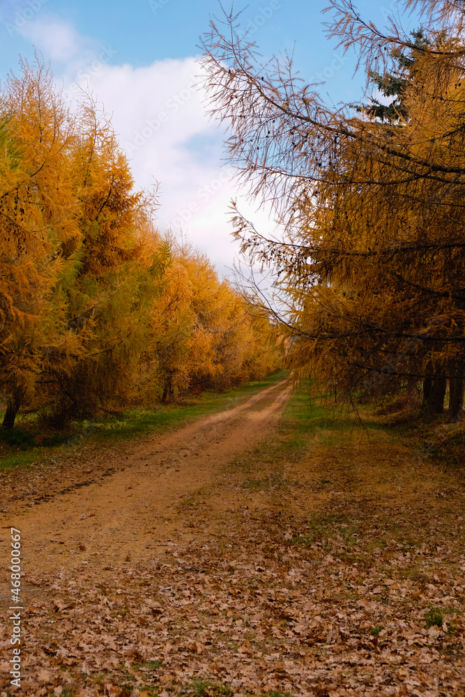 Rows of Japanese larch in golden autumn. The forest path is covered with larch orange needles. Forestry in the Volyn region, Ukraine. Vertical image. 