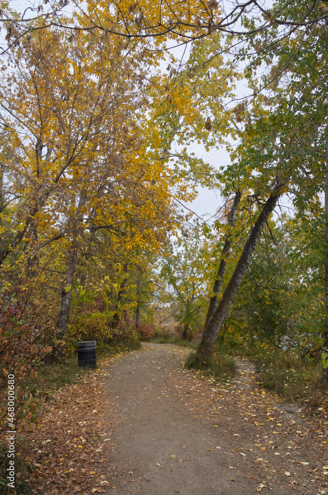 A Trail in an Autumn Forest