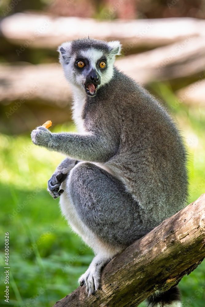 Obraz premium Lemur catta baby on the mother's back/Lemur catta baby and mother/Lemur Catta