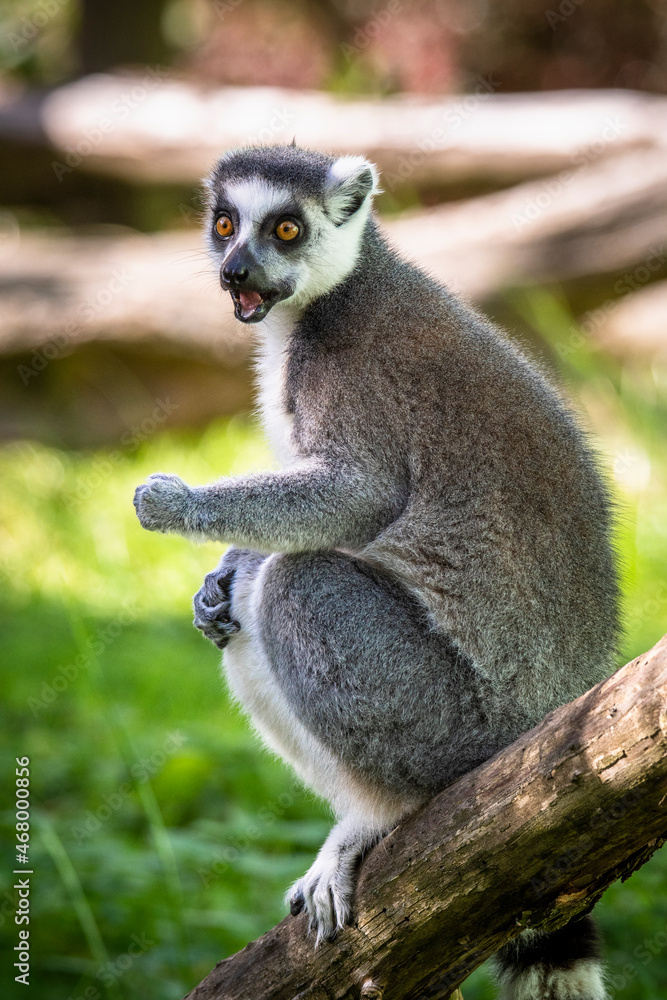 Obraz premium Lemur catta baby on the mother's back/Lemur catta baby and mother/Lemur Catta