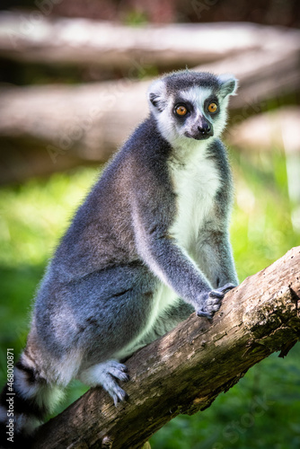 Lemur catta baby on the mother's back/Lemur catta baby and mother/Lemur Catta