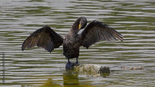 A Cormoran bird on a lake