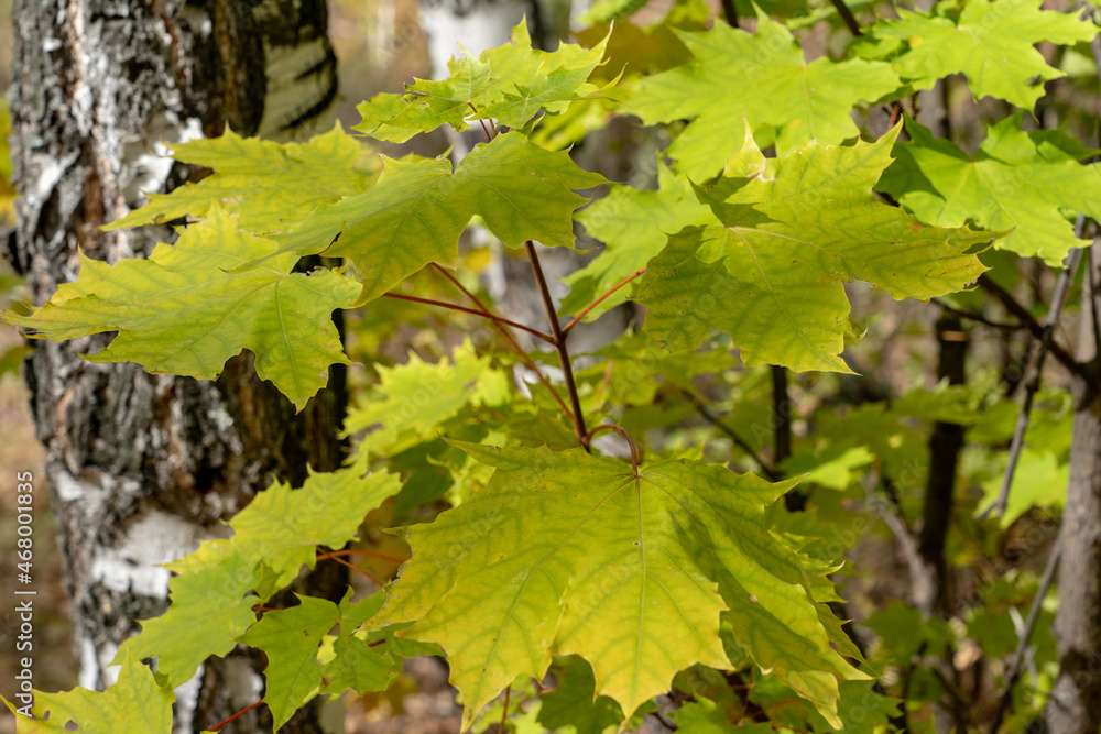Maple leaves on a branch in the forest. Maple leaves on a branch in the forest.