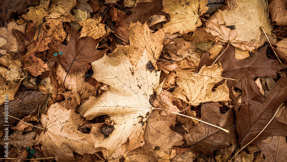 Autumnal Dry Leaves in Forest Autumnal Dry Leaves in Forest