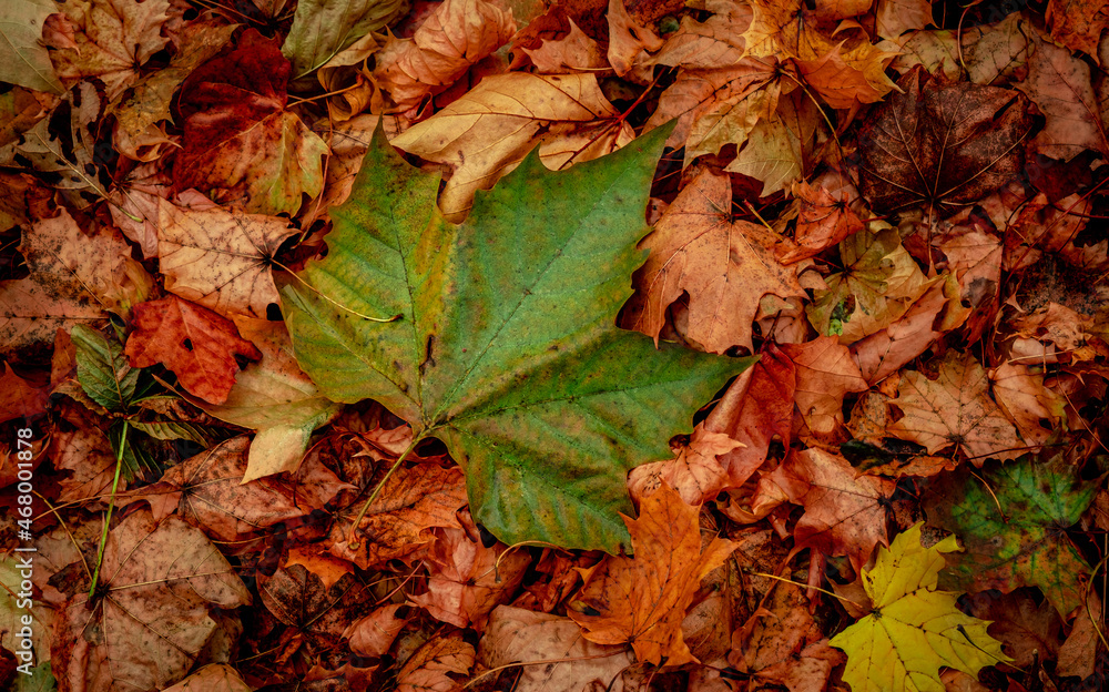 Autumnal Dry Leaves in Forest Autumnal Dry Leaves in Forest