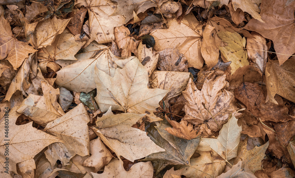 Autumnal Dry Leaves in Forest Autumnal Dry Leaves in Forest