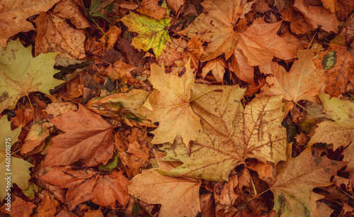 Autumnal Dry Leaves in Forest