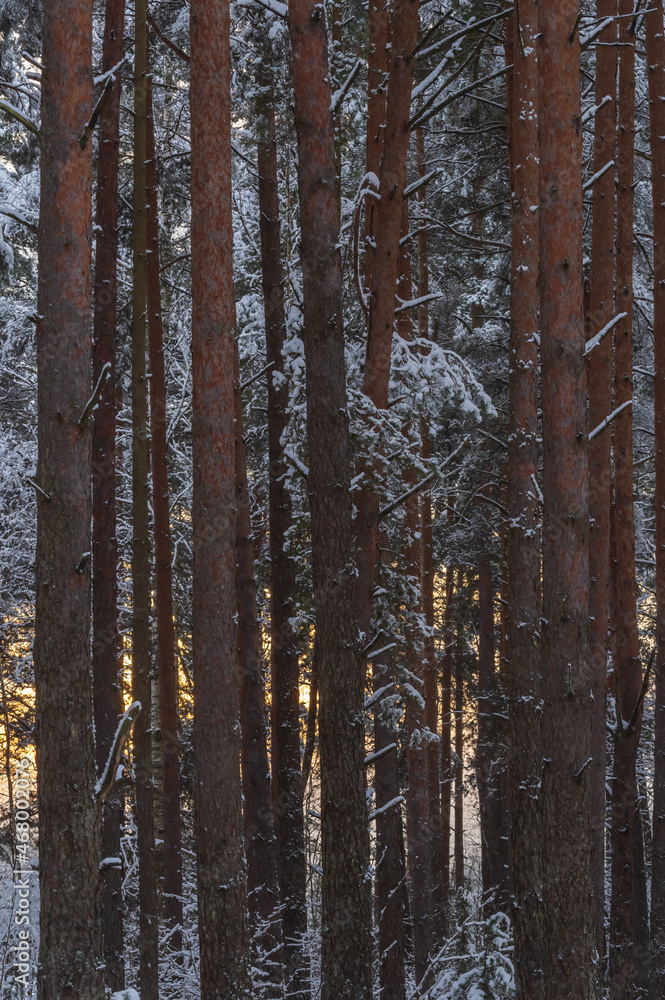 Snowy pine tree trunks in the forest on winter evening. Sunset light shining through the trunks
Snowy pine tree trunks in the forest on winter evening. Sunset light shining through the trunks