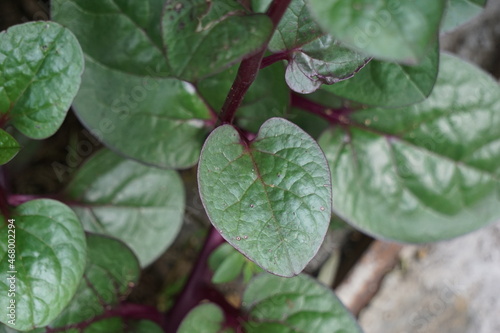 Anredera cordifolia (Also called Madeira vine, mignonette vine) with a natural background photo