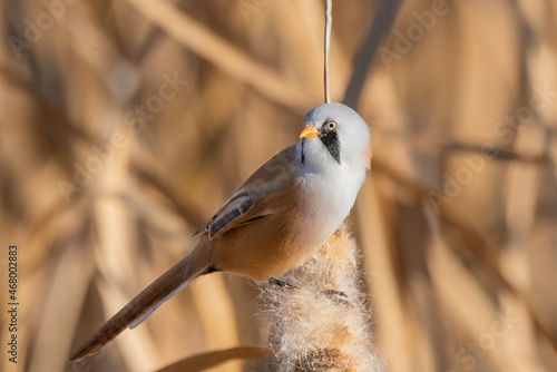 Bıyıklı baştankara » Bearded Reedling » Panurus biarmicus