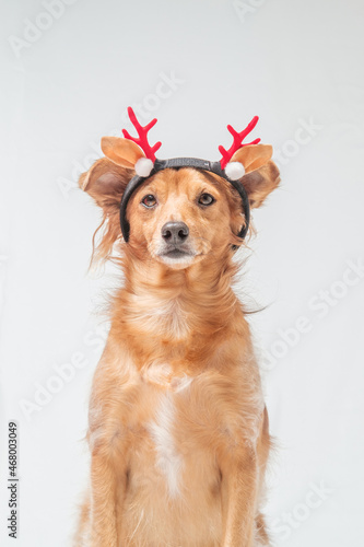 Dog looking at the camera celebrating Christmas dressed up as a reindeer
