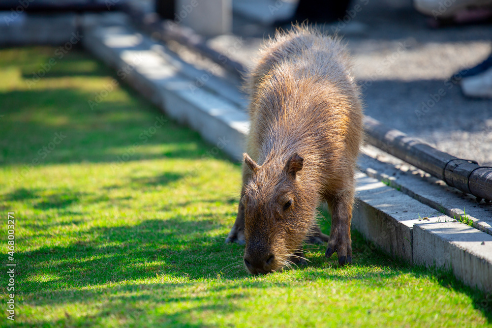 Fototapeta premium Farm, cute, capybara, dining