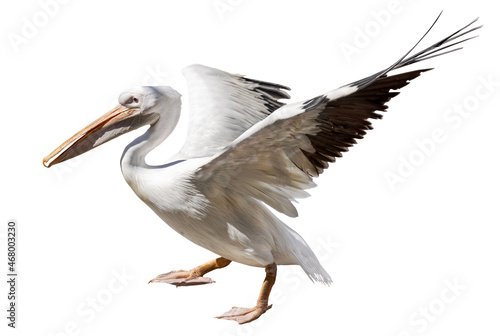 pelican with open wings start flight