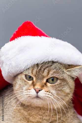 Cute cat in Santa Claus hat on a gray background, vertical, copy space